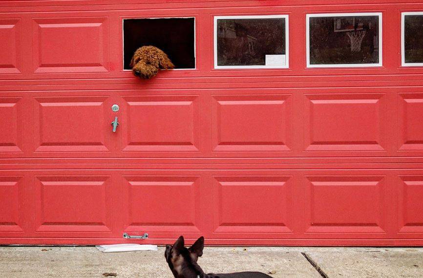 Hunde- oder Katzenklappe an Garagentor montiert